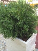 IMG_1906.jpg