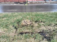 IMG_20170422_151042.jpg