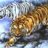 tigerdo